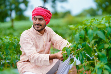 Young indian farmer at green chilly agriculture field.