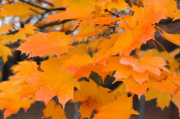 fall leaves trees of a maple. golden autumn background