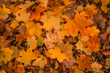 Closeup of Yellow and orange backround image of fallen autumn leaves . Fall background