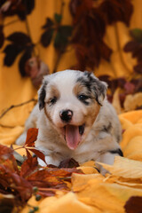 One month old Australian Shepherd puppy lies on yellow blanket among red bright autumn fallen leaves. Aussie blue merle very cute and soft. Thoroughbred dog. Puppy yawns with mouth wide open.