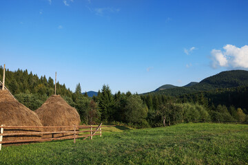 Fototapeta na wymiar Beautiful view of hay piles on green meadow in mountains