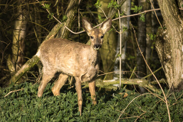Roe deer in the forest