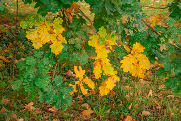 beautiful autumn background of yellow leaves
