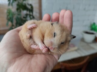 Syrian hamster eats in the hand of the owner