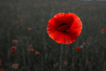 Remembrance day poppy. Red poppies in a poppies field with desaturated background