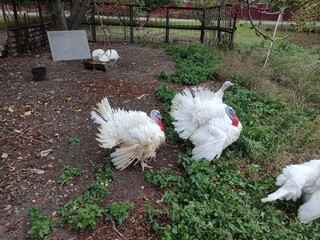White turkeys walking in the farm yard