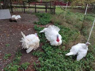 White turkeys walking in the farm yard