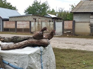 Ducks sit on the log on a farm