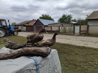 Ducks sit on the log on a farm