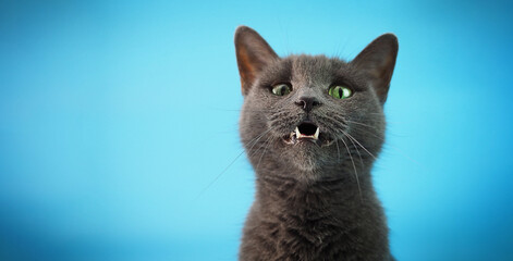 the head of a Russian blue cat close-up on a blue background, meows