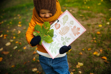 Exploring the leaves of trees, getting to know nature. The child determines the type of tree by the...