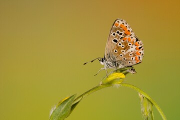 Day butterfly perched on flower, Aricia cramera.
