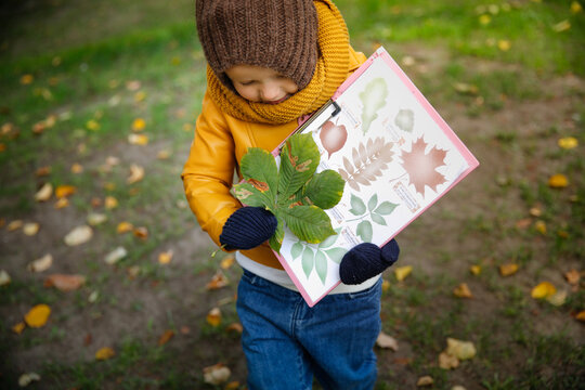 Exploring the leaves of trees, getting to know nature. The child determines the type of tree by the leaves, collecting