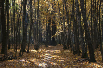 Autumn landscape in Sokolniki park