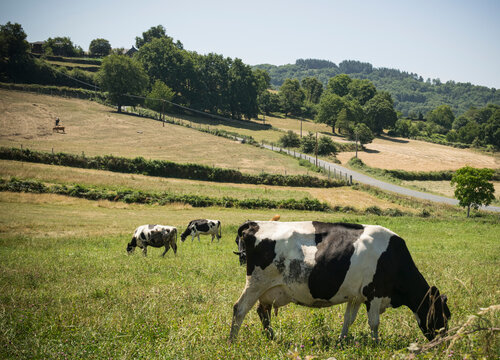 Vacas lecheras con manchas blancas y negras pastando tranquilamente en un prado verde gallego