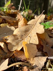 autumn leaf on the ground