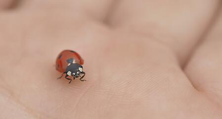 ladybug in the palm of a man