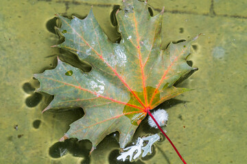 Maple leaf in the fountain