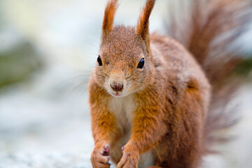 Portrait eines Eichhörnchen