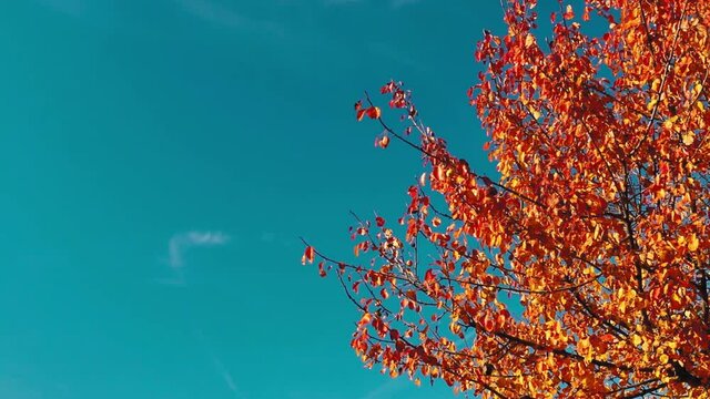 Beautiful autumn view with orange leaves on blue sky background 