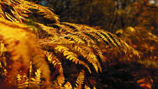 Yellow fern leaves in sunlight during autumn season