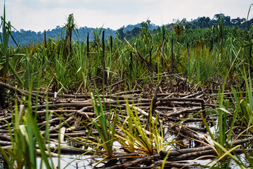 Pile of Pandanus or locally known as rasau tree trunks floating randomly on the surface of Lake Chini. Selective focus points