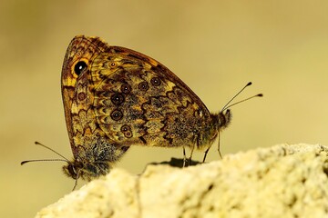 Day butterfly perched on flower, Lasiommata megera