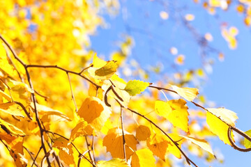 yellow autumn leaves