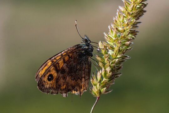 Day butterfly perched on flower, Lasiommata megera
