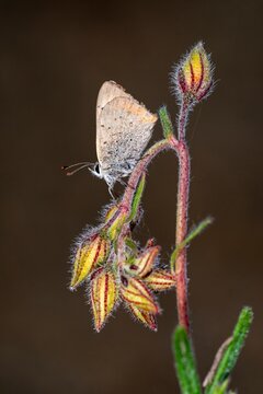 Day butterfly perched on flower, Lycaena phlaeas panoptes.
