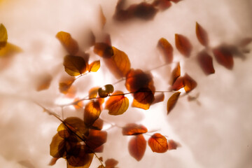 Autumn leaves on white blurry background