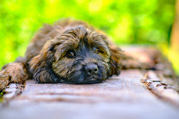 The beautiful rhyme of a brown Catalan shepherd dog