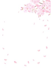 Fototapeta na wymiar 美しく華やかな満開の桜の花と花びら舞い散る春の白バックフレームベクター素材イラスト