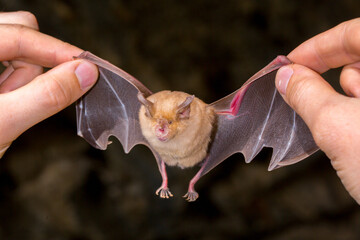 Bat close-up on a dark background. Animals sleep in a cave. Bat in the hands of a man.