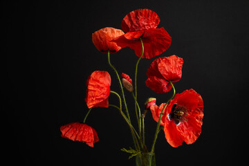 Fototapeta premium Remembrance Day greeting card. Beautiful red poppies flowers on black background. Lest we forget.