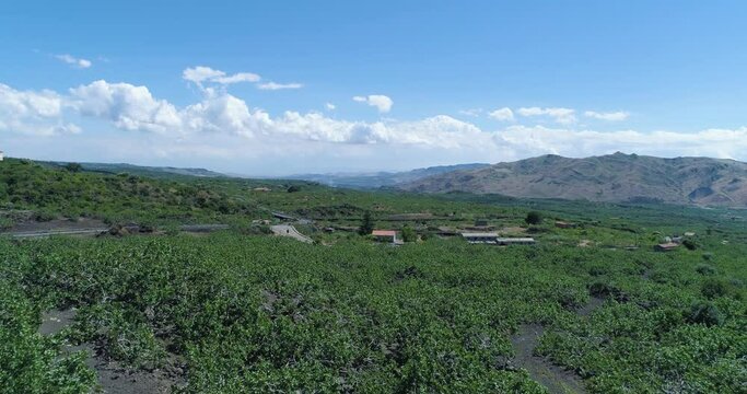 Aerial view of pistacchio trees in Bronte. Mountain landscape, blue sky and clouds in background. Hot ad dry temperature