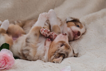 Obraz premium Beautiful aussie dog for holiday cards. Happy Valentines Day. Two small puppies of Australian Shepherd red Merle are having fun playing on white fluffy soft blanket next to pink roses.