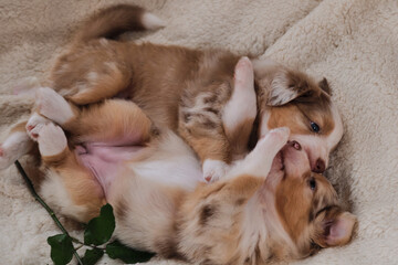 Fototapeta na wymiar Beautiful aussie dog for holiday cards. Happy Valentines Day. Two small puppies of Australian Shepherd red Merle are having fun playing on white fluffy soft blanket next to flower.