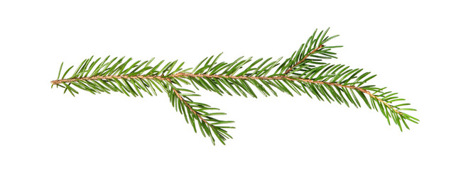 Little branch of real spruce. Fir Christmas Tree. Green pine, spruce branch with needles. Isolated on white background. Close up top view.