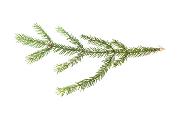 Real little branch of spruce. Fir Christmas Tree. Green pine, spruce branch with needles. Isolated on white background. Close up top view.