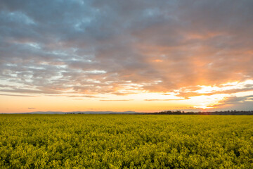 sunset over yellow field
