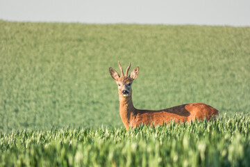 Roe deer in the field