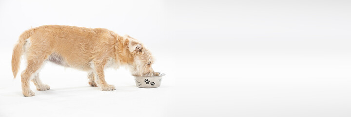 A multiracial dog drinks water from a bowl. Isolated from the background. White background. Panoramic frame.