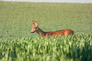 Roe deer in the field