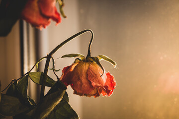 Dry red roses. Dead flowers, faded. Rose bouquet, close up. Dying love concept. Love memory. Sad...