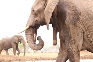 Tracking collar with GPS-tracking equipment on an elephant to monitor its movements.