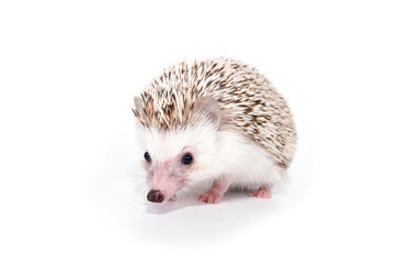 An African cute hedgehog with brown spines and needles on its back stomps on a white isolated background