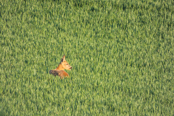 Roe deer in the field