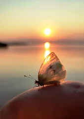 Acrylglasbilder Braun Butterfly  © Алла Белан