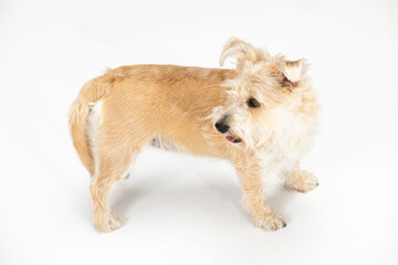 A light brown dog stands and looks back. View from above. Isolated from the background.